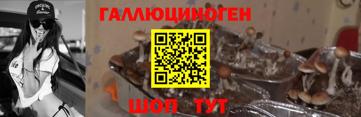 Михайловск  Псилоцибиновые грибы Magic Shrooms  Вход с VPN  Галлюциногенные грибы мицелий 